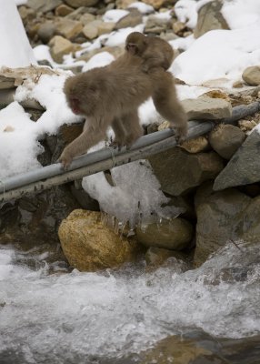 IMG_8824_acr.jpg