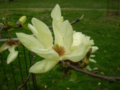 Flowering tree