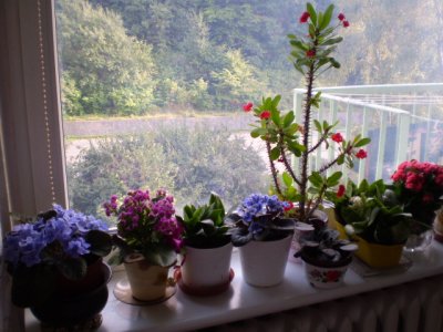 Flowers on Babi's window sill