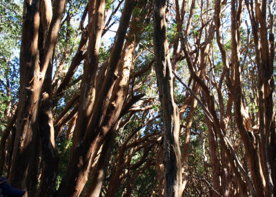 bosque de arrayanes - a special kind of tree found here