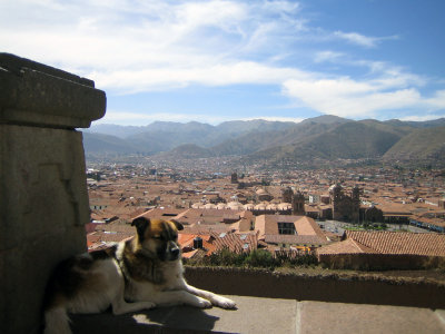 this dog owns cusco haha