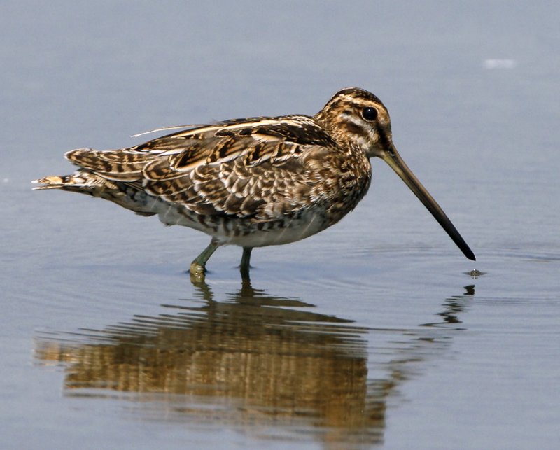 069 - Common Snipe