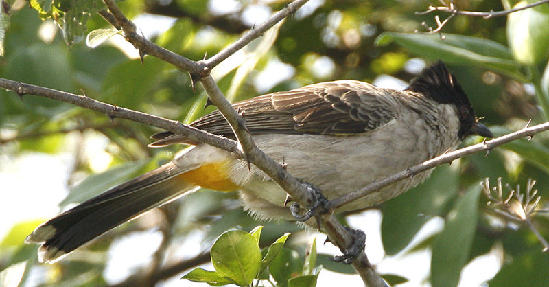 074 - Sooty-headed Bulbul