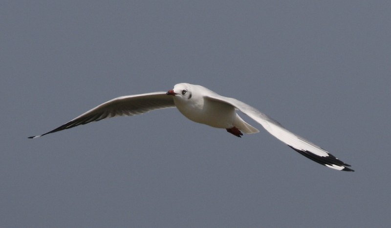 078 - Brown-headed Gull