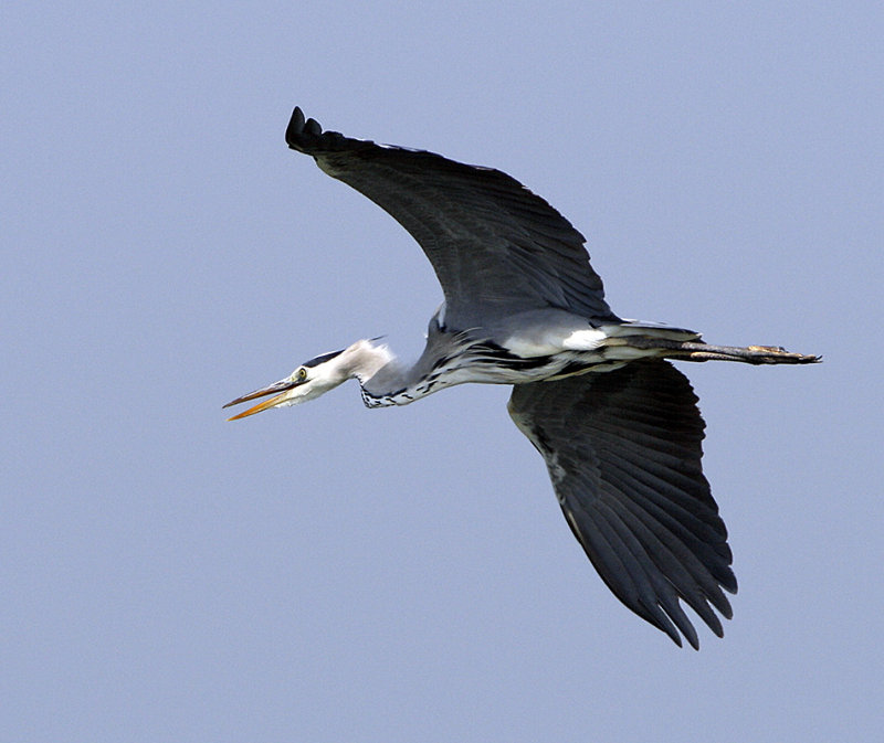 Grey Heron