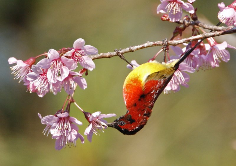 149 - Mrs Goulds Sunbird (male)