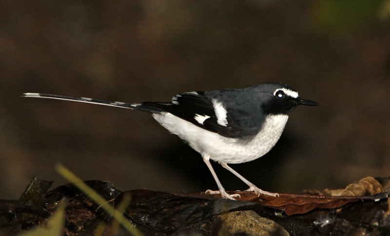 152 - Slaty-backed Forktail