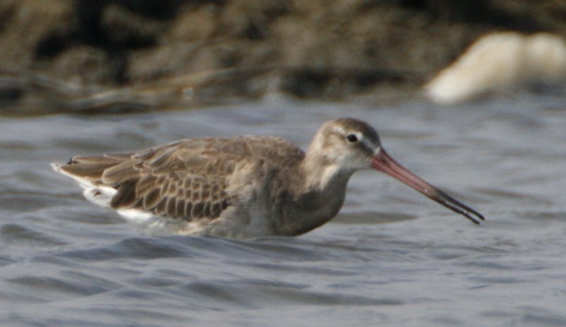 193 - Black-tailed Godwit