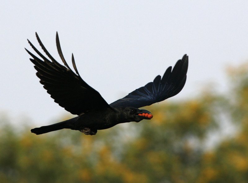 Large-billed Crow