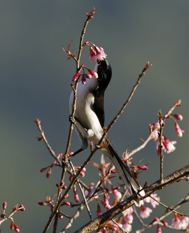 Dark-backed Sibia