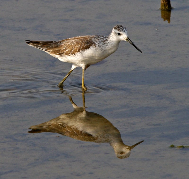 Marsh Sandpiper