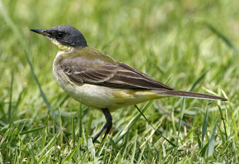 209 - Yellow Wagtail