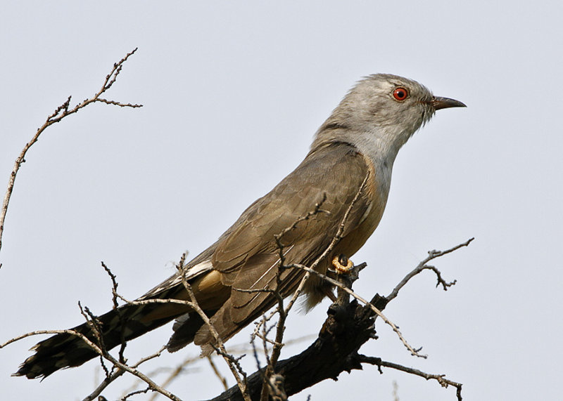 058 - Plaintive Cuckoo (male)