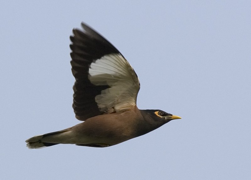 001 - Common Myna