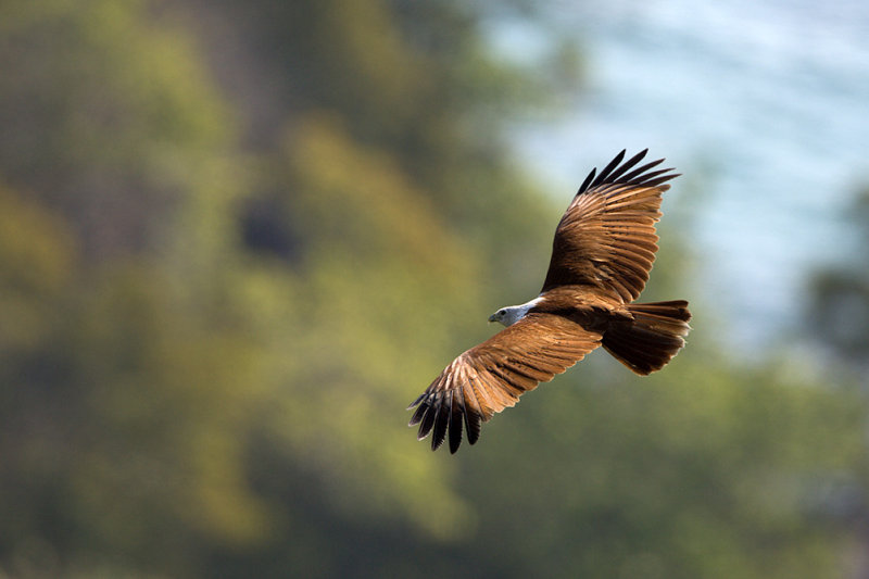 Brahminy Kite