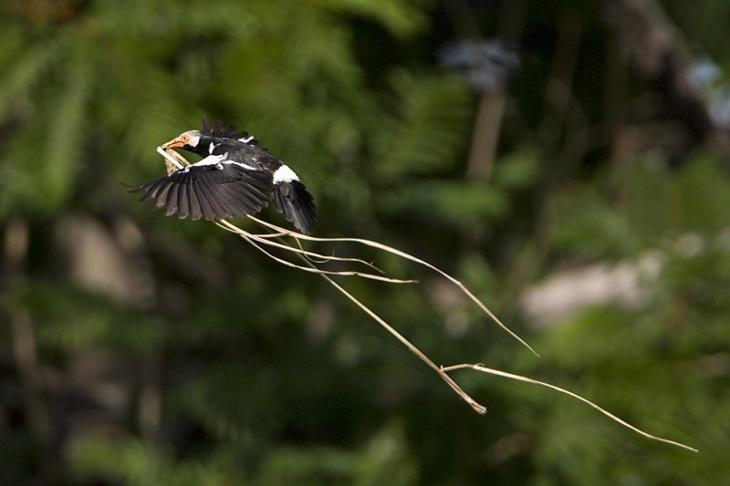 Asian Pied Starling