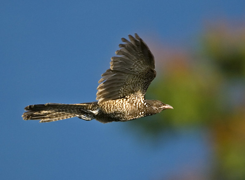 Asian Koel (female)