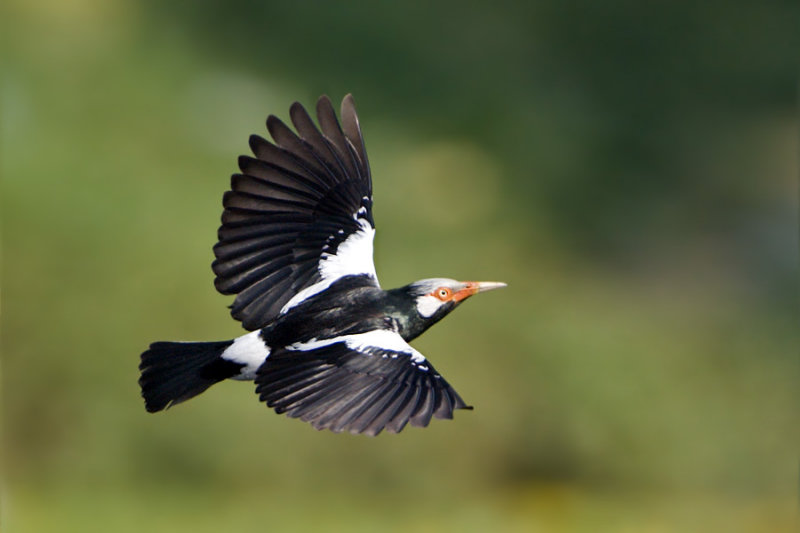 Asian Pied Starling