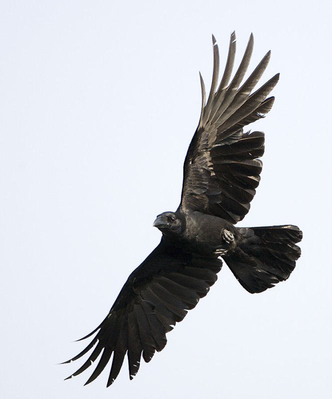 Large-billed Crow