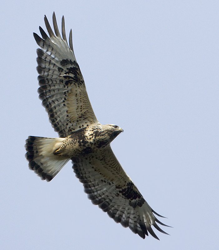 Rough-legged Buzzard / Fjllvrk