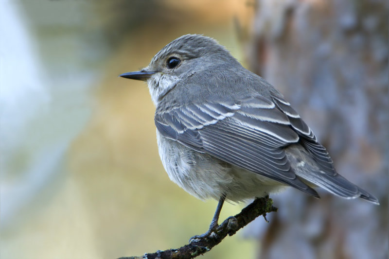 Spotted Flycatcher / Gr Flugsnappare
