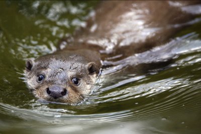 Otter (Utter)