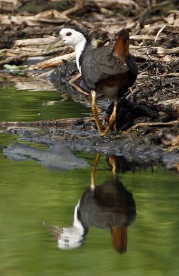 061 - White-breasted Waterhen