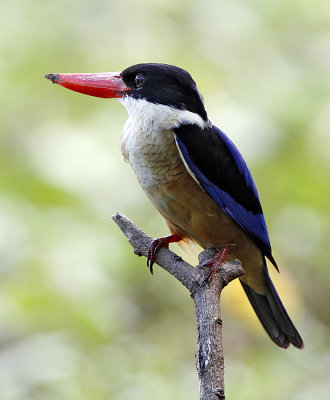 037 - Black-capped Kingfisher