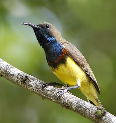051 - Olive-backed Sunbird (male)