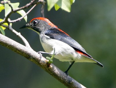 052 - Scarlet-Backed Flowerpecker (male)