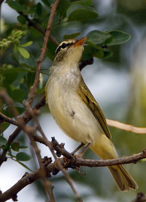::Eastern Crowned Warbler::