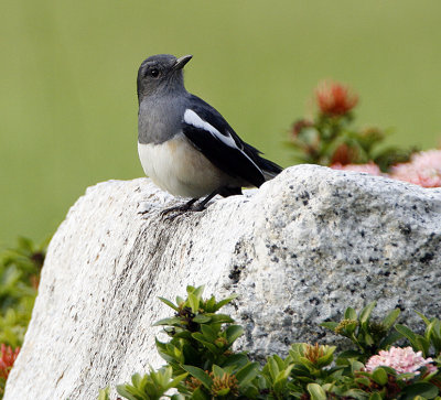 003 - Oriental Magpie Robin (female)