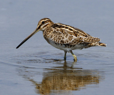Common Snipe
