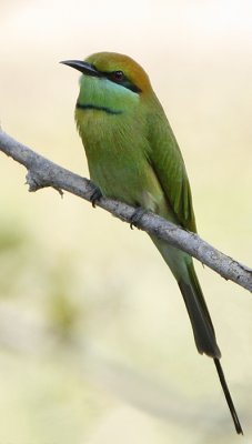 070 - Green Bee-eater