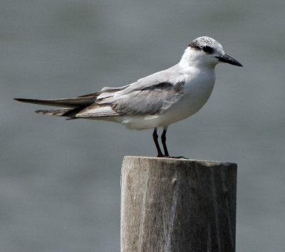 ::Whiskered Tern (non-breeding - perched)::