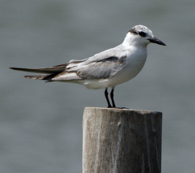 075 - Whiskered Tern