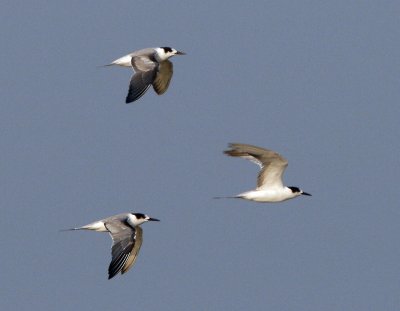 Common Tern   (immature)