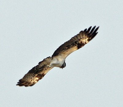 077 - Osprey   (not sharp)