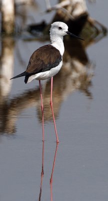 043 - Black-winged Stilt