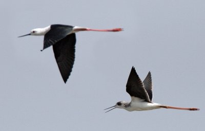 043 - Black-winged Stilt