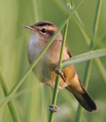 ::Black-browed Reed Warbler::