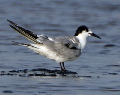 092 - Common Tern   (not sharp)
