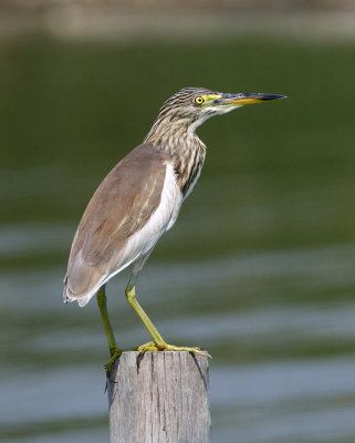 ::Chinese Pond Heron::