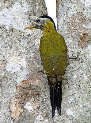 100 - Streak-throated Woodpecker (female)