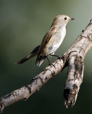 103 - Tagia Flycatcher