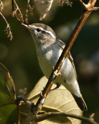 108 - Two-Barred Warbler