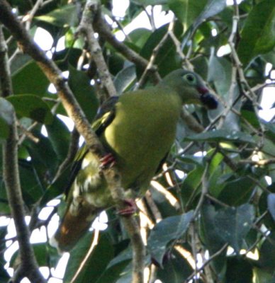 110 - Thick-billed Green Pigeon (male) (not sharp)