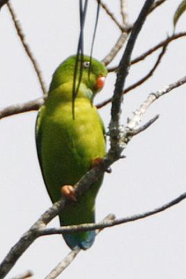 Vernal Hanging Parrot