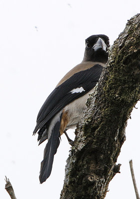 117 - Grey Treepie