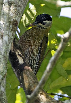 100 - Streak-throated Woodpecker (female)